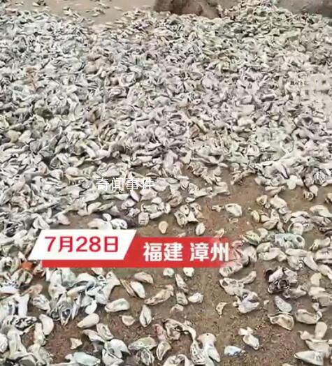 臺風送來“生蠔灘” 市民成桶往家扛