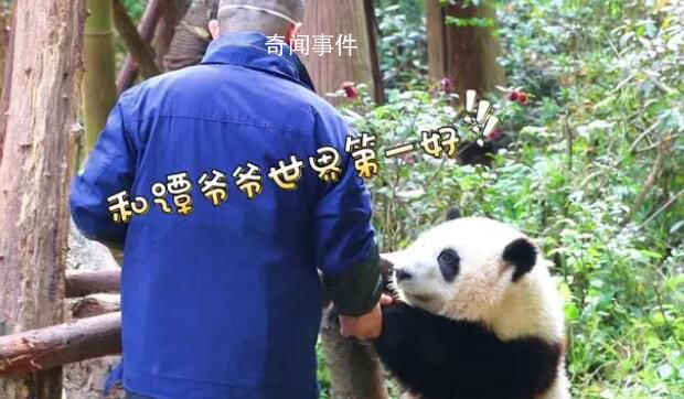 花花和譚爺爺驚喜出鏡 在宣傳片《新千里江山圖·活力四川》中驚喜出鏡