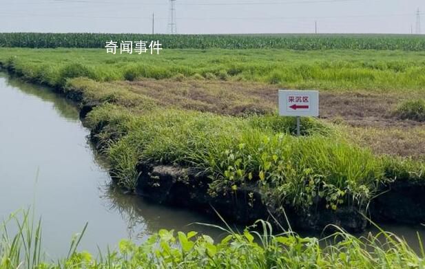 遼寧大片黑土地遭采煤沉降變洼地 村民無法正常耕種耕地被大面積荒廢