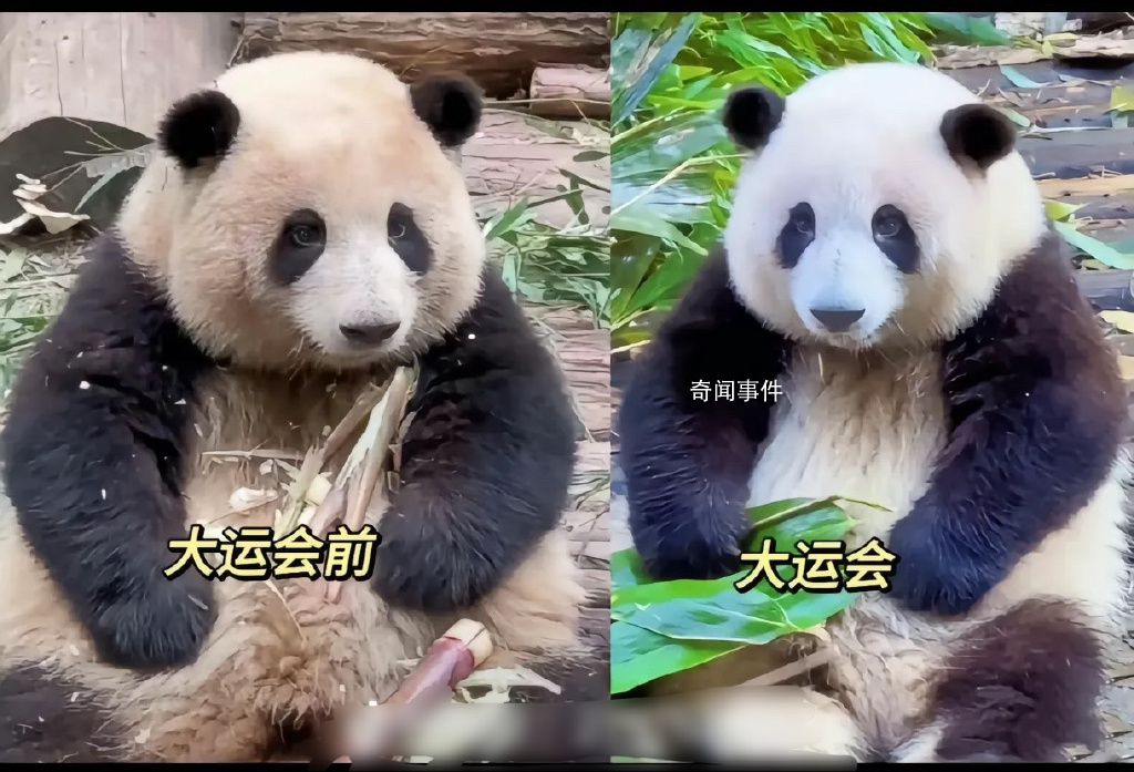 花花洗澡全國人民都知道了 網友：看到花花心里面立刻就放松了