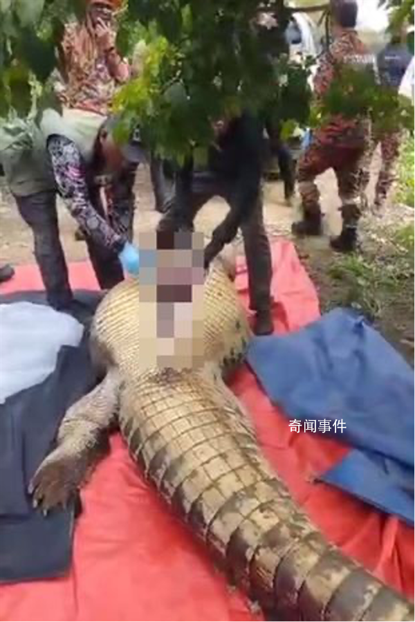 老人失蹤4天在鱷魚胃中發(fā)現(xiàn)遺骸 這條鱷魚長超4米重達600公斤