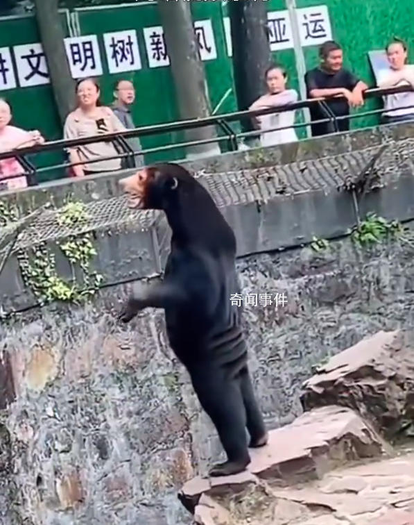杭州動物園這只熊火了 園方提醒不要亂投喂