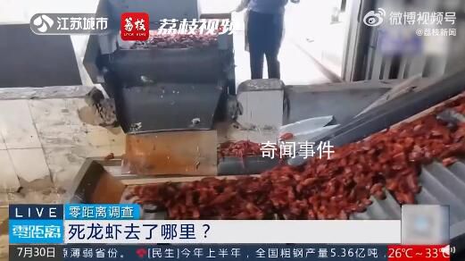 成噸死龍蝦疑似被做成蝦尾出售 你吃的蝦尾可能是死龍蝦加工的