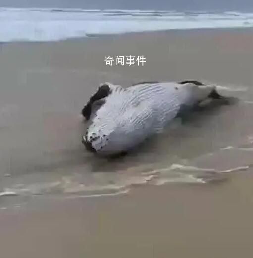 警方辟謠泉州海灘吹來鯨魚 并非泉州本地沙灘