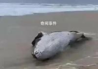 警方辟謠泉州海灘吹來鯨魚 并非泉州本地沙灘