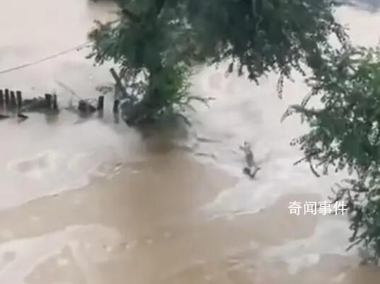 黑龍江尚志市暴雨:牲畜困在屋頂