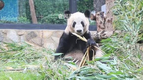 丫丫干飯名場面 肉眼可見的變圓潤變漂亮了