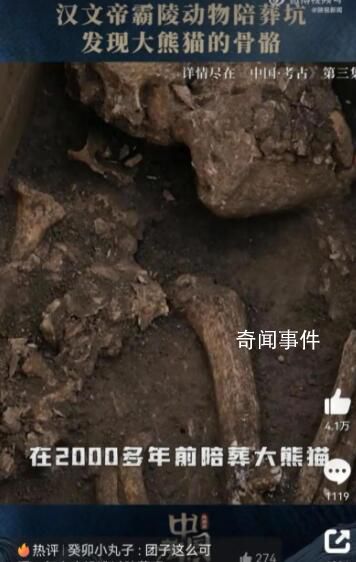 漢文帝霸陵殉葬坑發(fā)現(xiàn)大熊貓骨骼 用國(guó)寶大熊貓陪葬