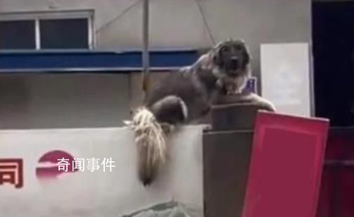 大狗洪水中仍看家 救援人員無(wú)法靠近