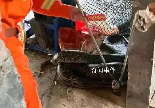 巨蟒闖入狗舍生吞一只30斤狗 背后真相令人震驚