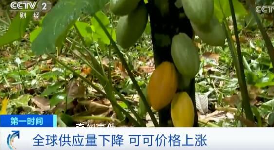 巧克力將漲價 巧克力即將消失是真的么