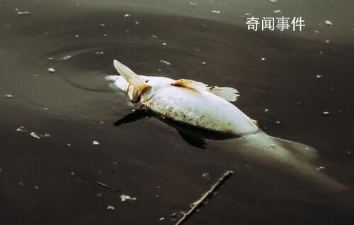 洪水侵襲涿州 一養殖場80萬斤魚死亡