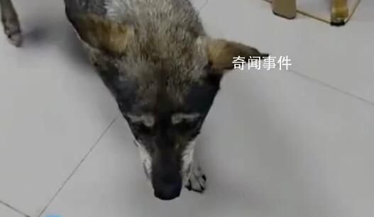 地震前流浪狗狂撓店門叫醒店主 之前來避雨喂過它兩次