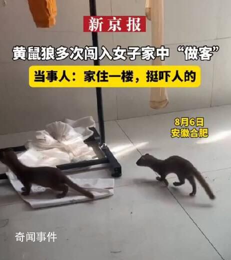 黃鼠狼多次闖入女子家中 家住一樓挺嚇人的