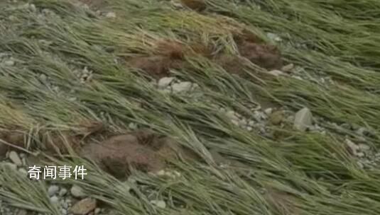 暴雨后五常大米價格或上漲 供應充足價格穩定