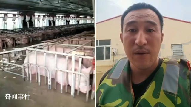 養豬場5000頭豬被洪水圍困 豬場水深七八十公分左右