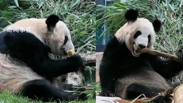 丫丫吃窩頭貼秋膘 身邊堆滿竹子