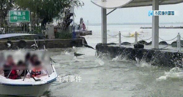 昆明滇池大面積魚群跳躍 相關視頻引發關注