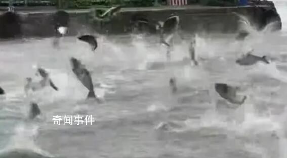 云南省地震局回應滇池魚躍現象 魚群聚集缺氧而出現魚躍現象