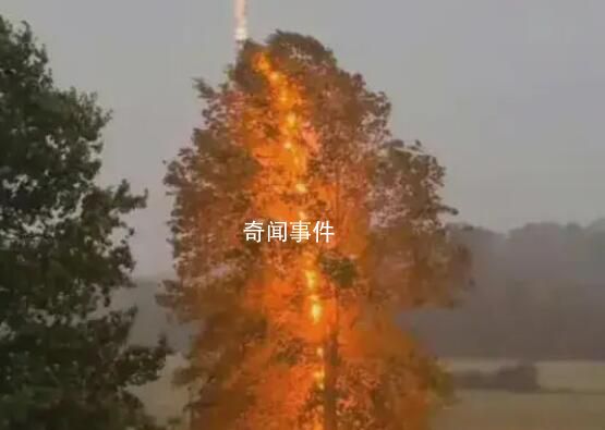一棵樹被雷連劈13次 千萬不要在樹下避雨