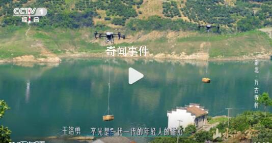 湖北一村莊無人機運橙子好壯觀 感受科技助農的魅力