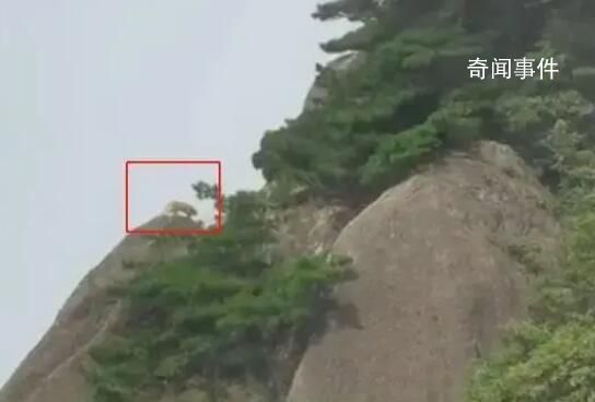 游客拍到珍稀云豹?專家:是大橘貓
