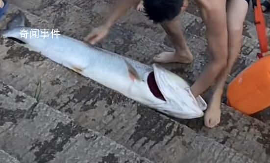 男子游泳時徒手抓到1米多大魚 這條魚重52斤