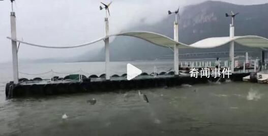 昆明回應滇池魚群死亡:搶水致缺氧