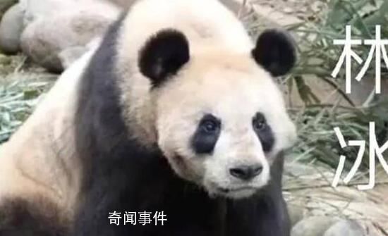 大熊貓呈現(xiàn)扁平化發(fā)展趨勢 影響了大熊貓自身的生存