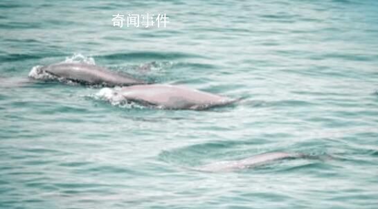 歡迎“打卡”長江蝶變
