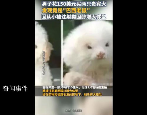 男子花150美元買狗結果是巴西老鼠 接種疫苗時獸醫發現根本不是狗