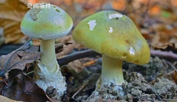 女子請分居丈夫家人吃飯3死1傷 引發了網友的熱議和調侃