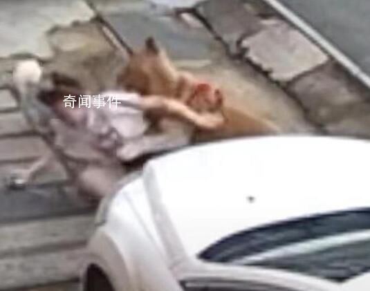 金毛撲倒女子事件雙方已和解 事情已經協商解決