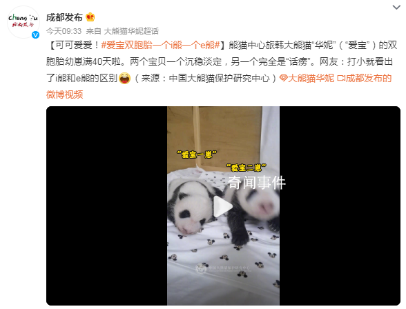 愛寶雙胞胎一個沉穩(wěn)一個話癆 網(wǎng)友：打小就看出了i熊和e熊的區(qū)別