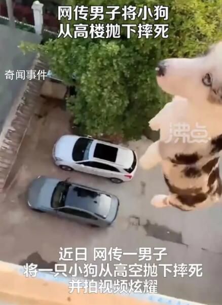 男子將小狗從高樓拋下摔死并炫耀 此事引發社會關注