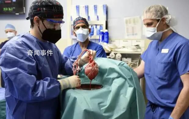 豬腎移植人體后成功撐過1個月 或成器官短缺新希望