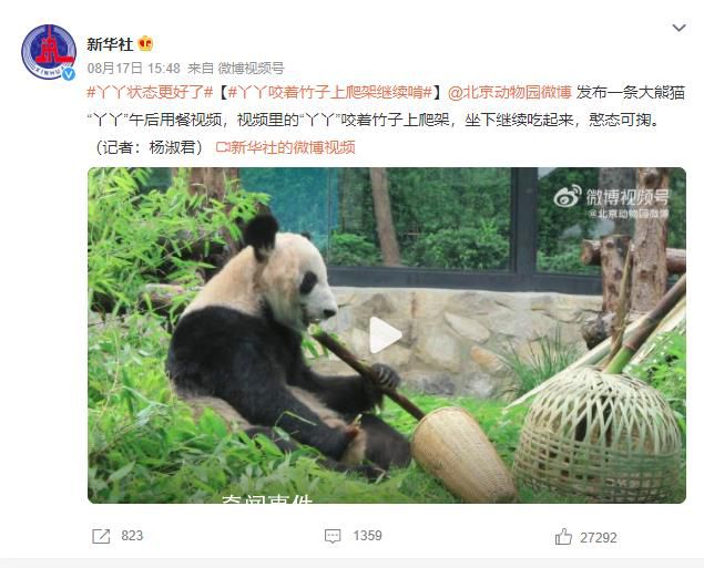 實拍丫丫午后用餐 咬著竹子上爬架啃