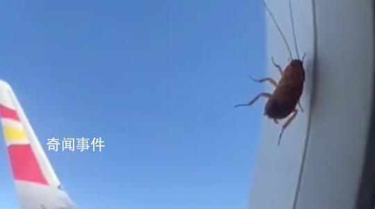 航司回應飛機舷窗上趴著蟑螂 不會對飛行安全造成任何影響