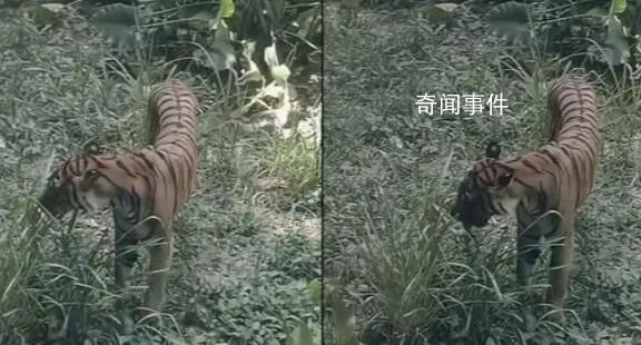 廣州動物園老虎餓得吃草?園方回應