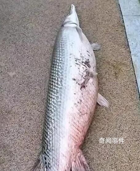 廣州白云湖公園時隔4年再現鱷雀鱔 體長超過1米