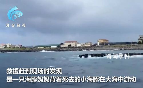 韓國濟州島海域現死亡海豚幼崽 海豚媽媽用背鰭將其托起