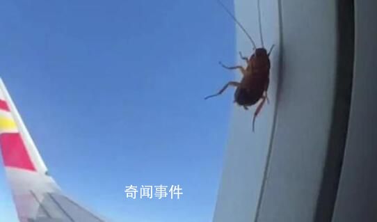 女子坐飛機看到蟑螂趴在窗外 網友也紛紛打趣蟑螂買票了嗎