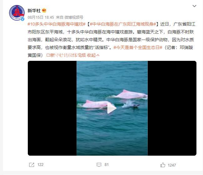 中華白海豚在廣東陽(yáng)江海域現(xiàn)身 是國(guó)家一級(jí)保護(hù)動(dòng)物