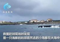 韓國(guó)濟(jì)州島海域現(xiàn)死亡海豚幼崽 海豚媽媽用背鰭將其托起