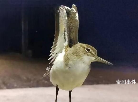 大興安嶺夜空現成群“夜光鳥” 磯鷸是保護動物嗎