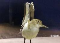 大興安嶺夜空現成群“夜光鳥” 磯鷸是保護動物嗎