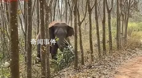 亞洲象一鼻子甩出毒品2.8公斤 目前該案正在進(jìn)一步辦理中