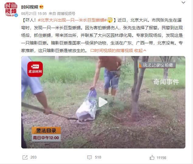 北京大興出現一只一米長巨型蜥蜴 專家推斷是被放生的