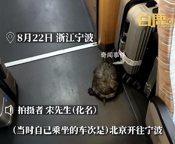 高鐵有烏龜從行李架掉落?12306回應