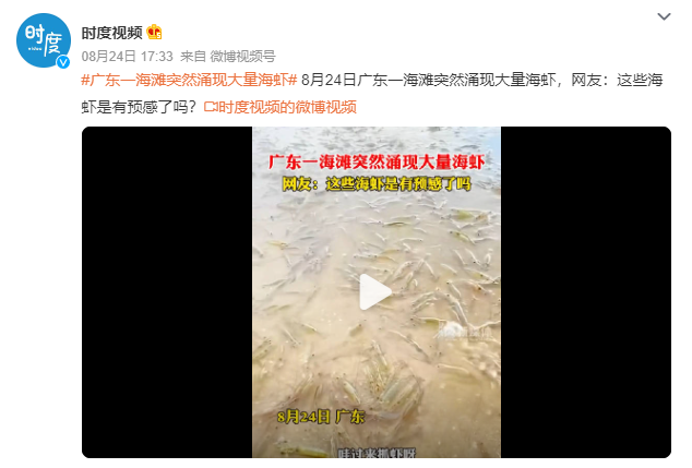 廣東一海灘突然涌現(xiàn)大量海蝦 網(wǎng)友：這些海蝦是有預(yù)感了嗎